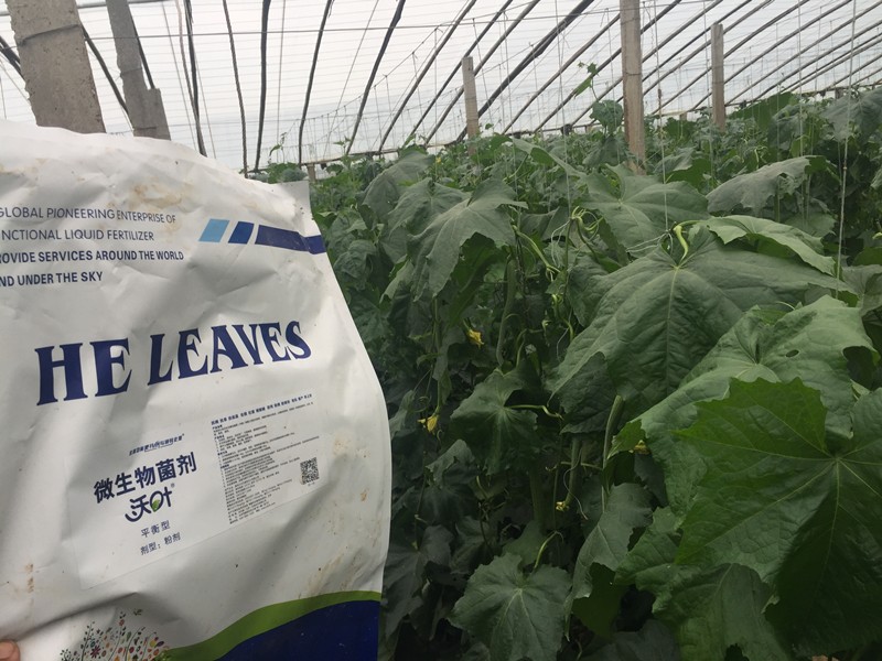 微生物菌劑-絲瓜用沃葉微生物菌劑效果1.jpg