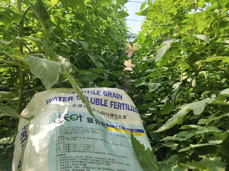 顆粒水溶肥優(yōu)勢明顯，效果突出
