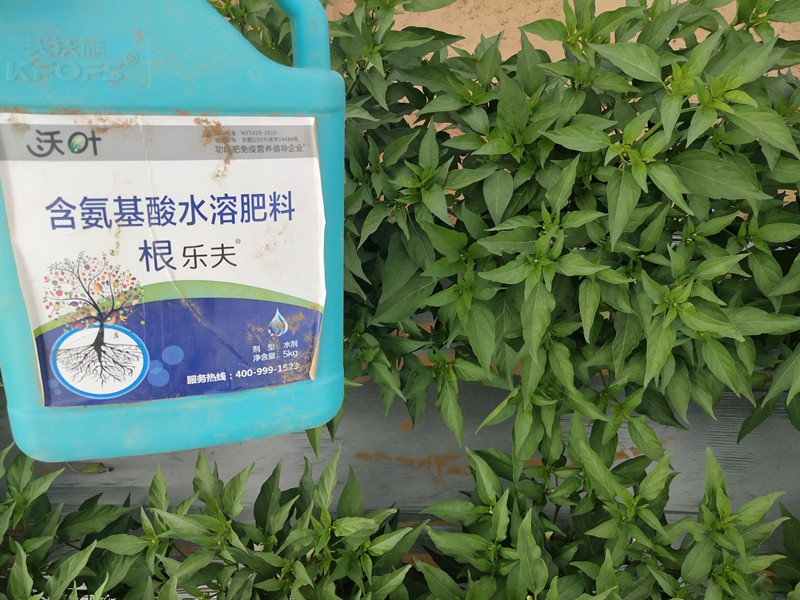 生根劑的配方，大大影響生根效果