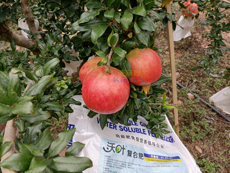石榴樹施什么肥料好？經(jīng)驗總結！