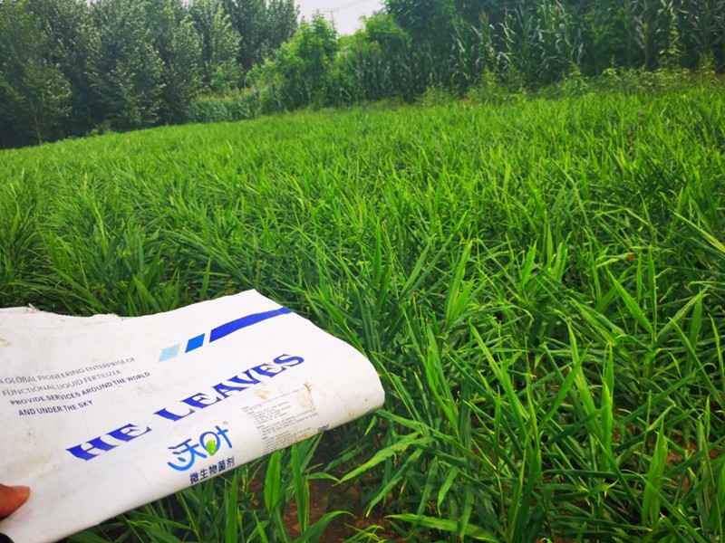 水溶肥品牌，為何沃葉受歡迎？