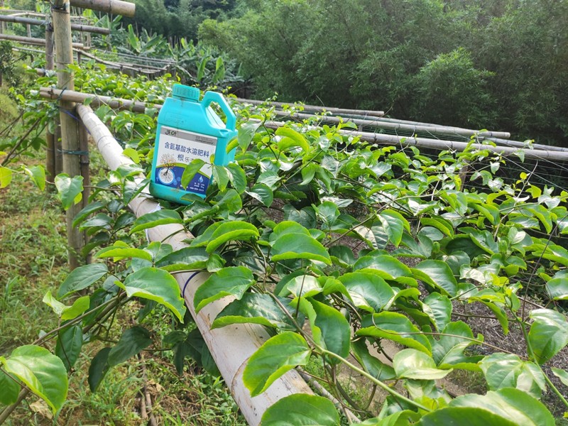 生根劑的配方不同，對根系會有影響嗎