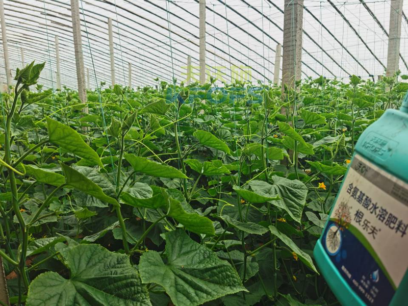 水溶肥調(diào)理黃瓜莖桿細(xì)弱，抓好這兩個時期！