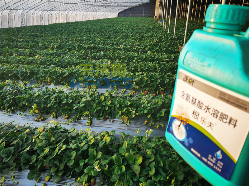 種草莓用什么肥料好？為何大姐只認可沃葉！