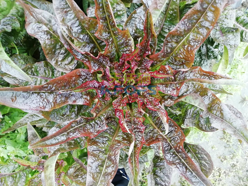 萵筍如何追肥？羅大哥說沃葉真不錯！