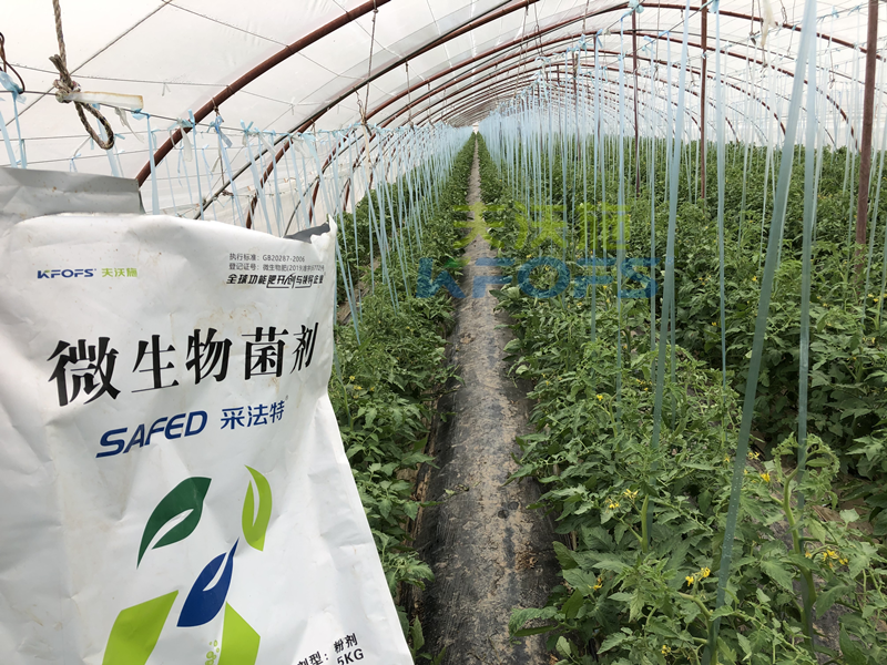 蔬菜施什么肥長得又快又好？張老板說采法特！