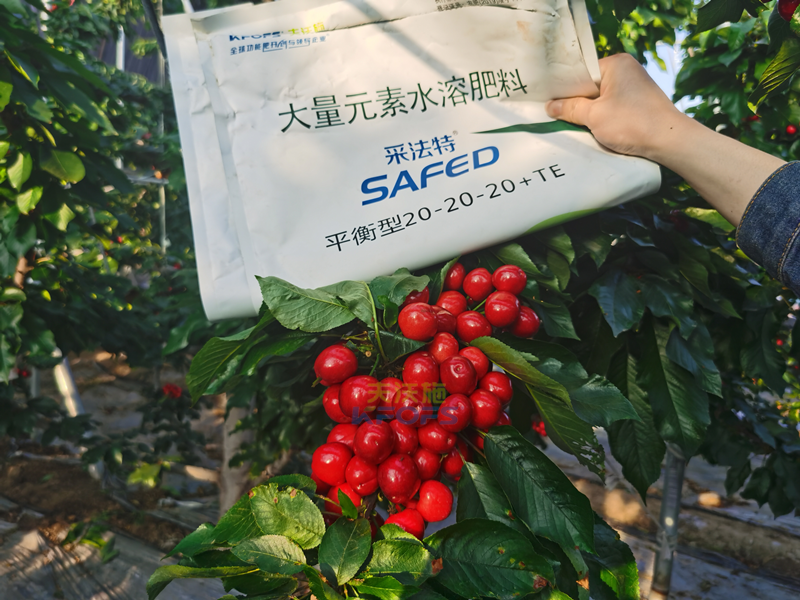 果樹施肥，李總只推薦采法特！