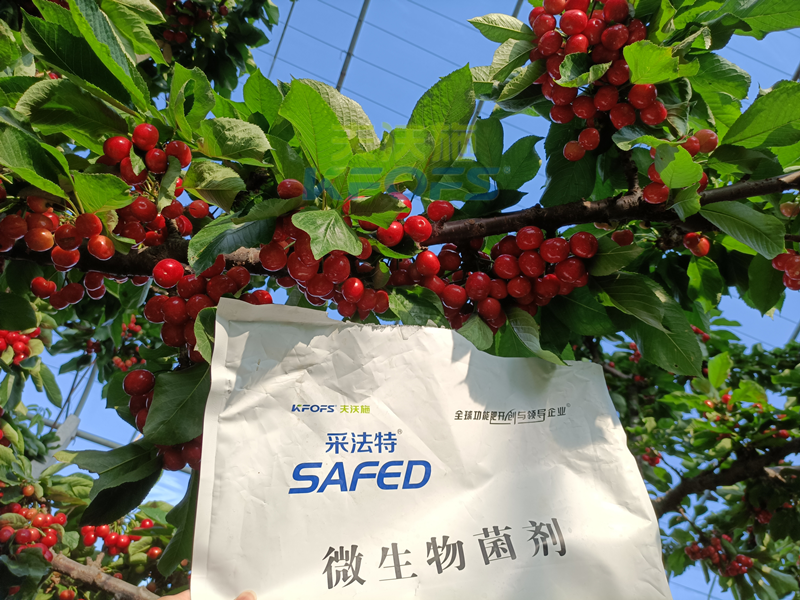 櫻桃采摘后施什么肥料好？王總案例！