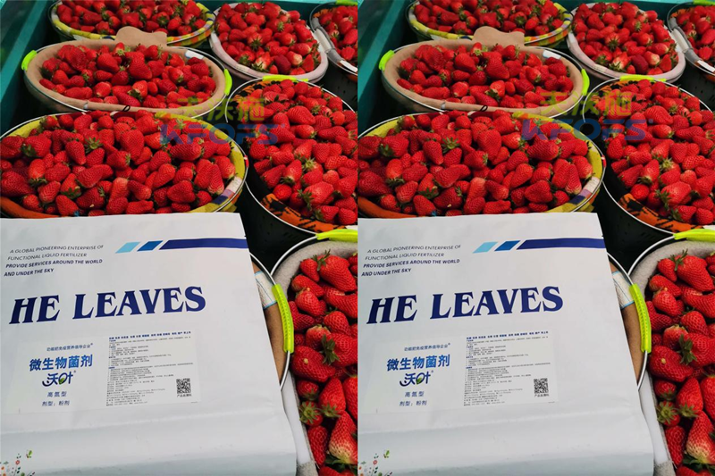 草莓種植技術與管理，教你實現(xiàn)品質(zhì)高產(chǎn)？