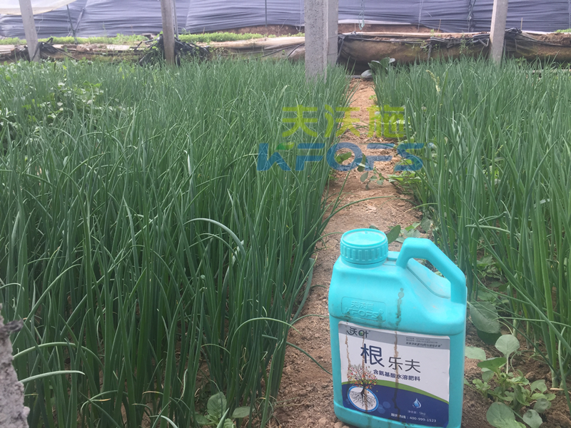 種蔥要用什么肥料？楊大叔案例！