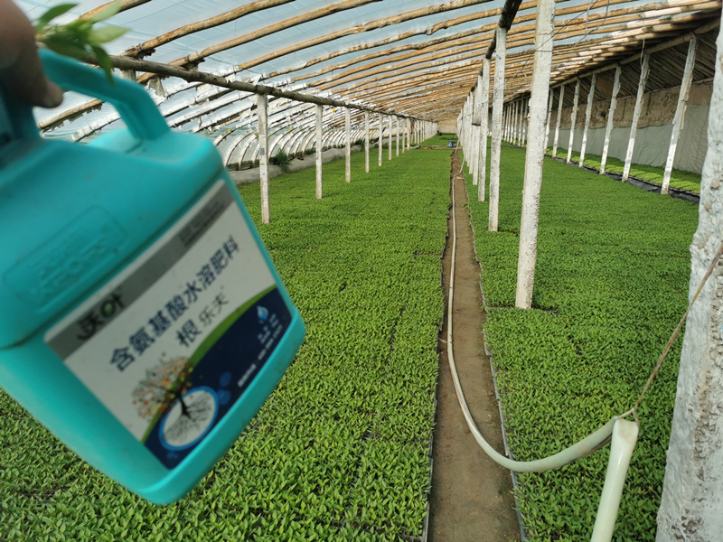 生根劑怎么挑選？彭老板告訴你怎么做！