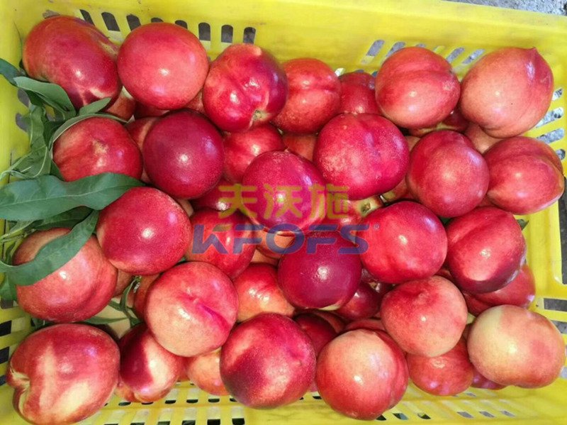 葉面肥如何選擇？王總實力解答！