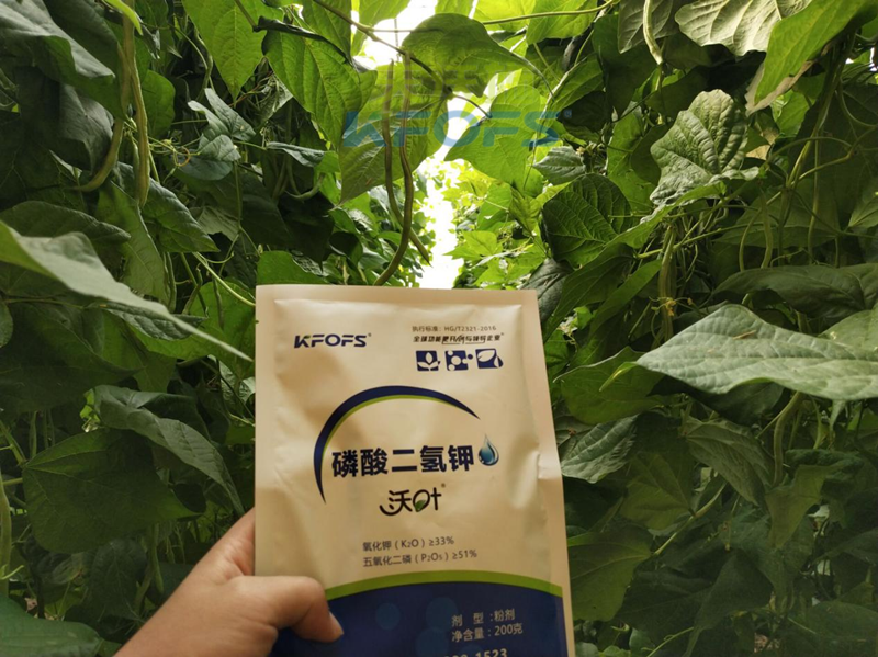 豆角開花期打什么葉面肥-沃葉磷酸二氫鉀.png
