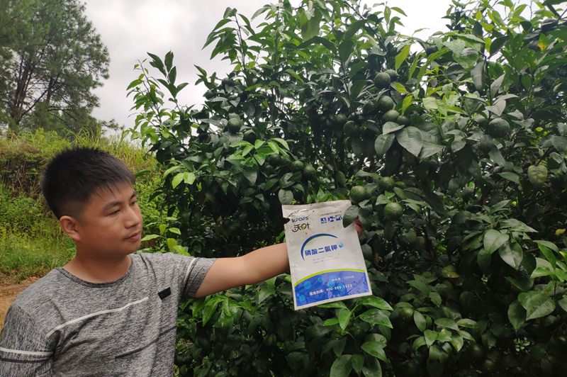 柑橘春季施肥技術(shù)與時(shí)間-沃葉磷酸二氫鉀.png
