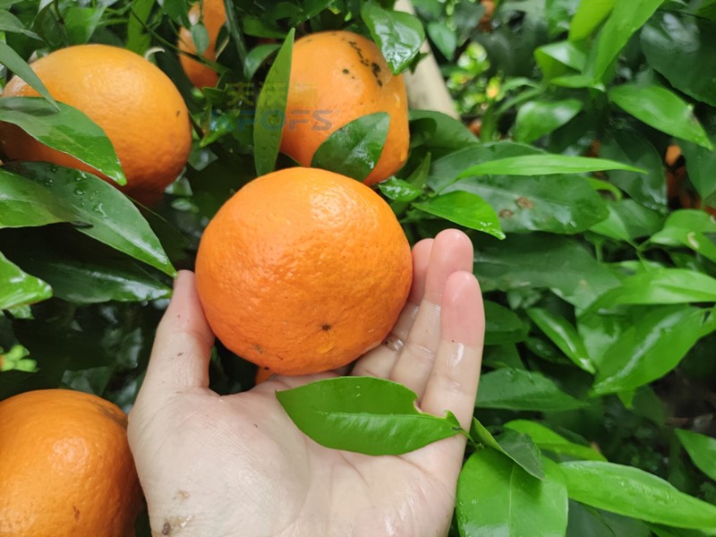 柑橘春季施肥技術(shù)與時間，這篇要看！
