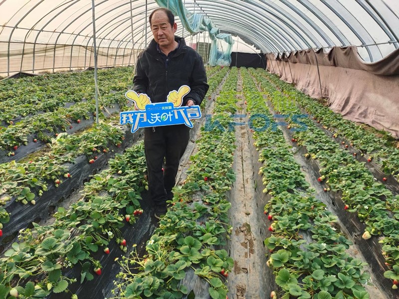 水溶肥廠家科普：草莓結(jié)果期死苗嚴(yán)重怎么辦？