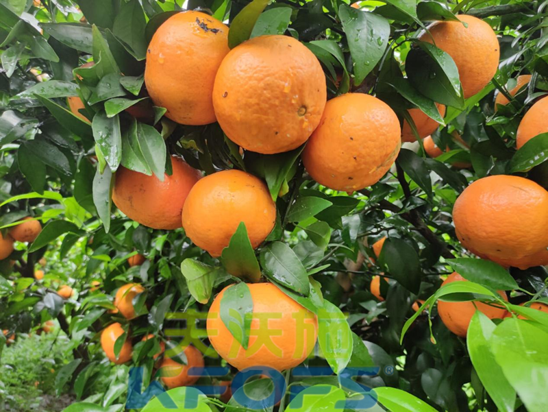 柑橘壯果肥什么時(shí)候施好？