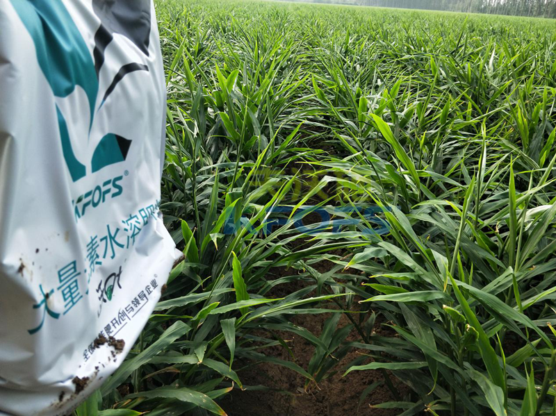 大量元素水溶肥如何使用效果更好！