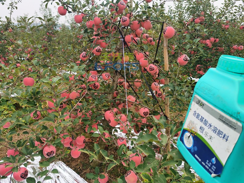 果樹什么時(shí)候施肥最好？