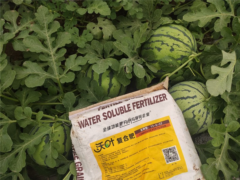 高鉀水溶肥為什么這么受歡迎？