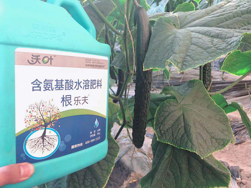黃瓜施用水溶肥效果圖1.png