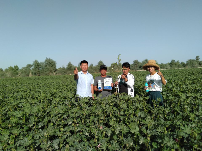 棉花栽培技術(shù)要點(diǎn)，這些知識(shí)你要掌握！