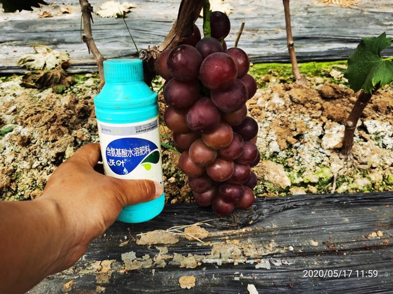 葉面肥-葡萄使用沃葉葉面肥效果.jpg