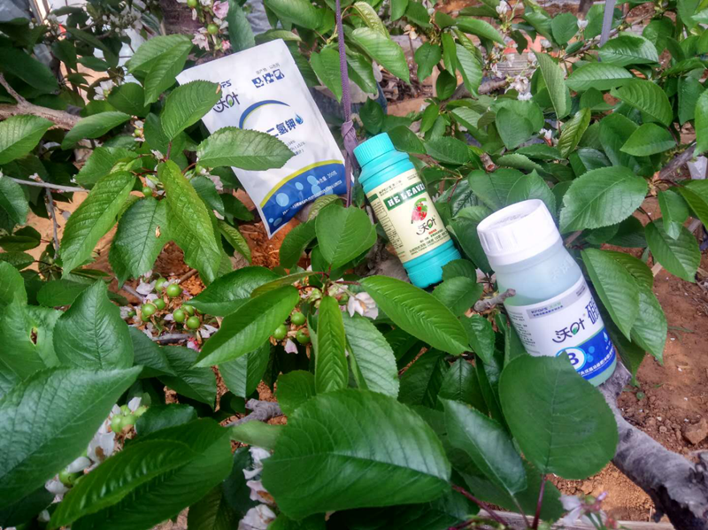 葉面肥-櫻桃用沃葉?；ū９~面肥效果.png