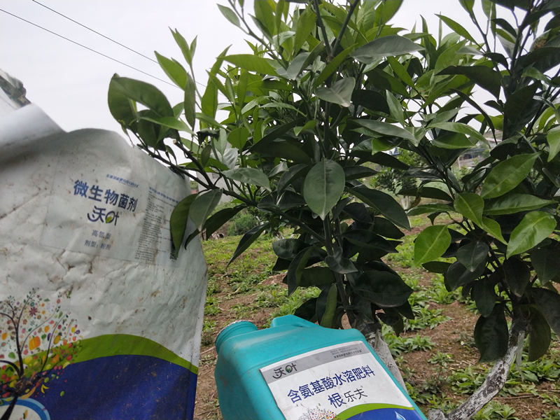 水溶肥-柑橘用沃葉根樂夫+菌劑效果.png