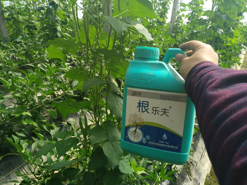大棚豆角用什么肥好?不卸茬