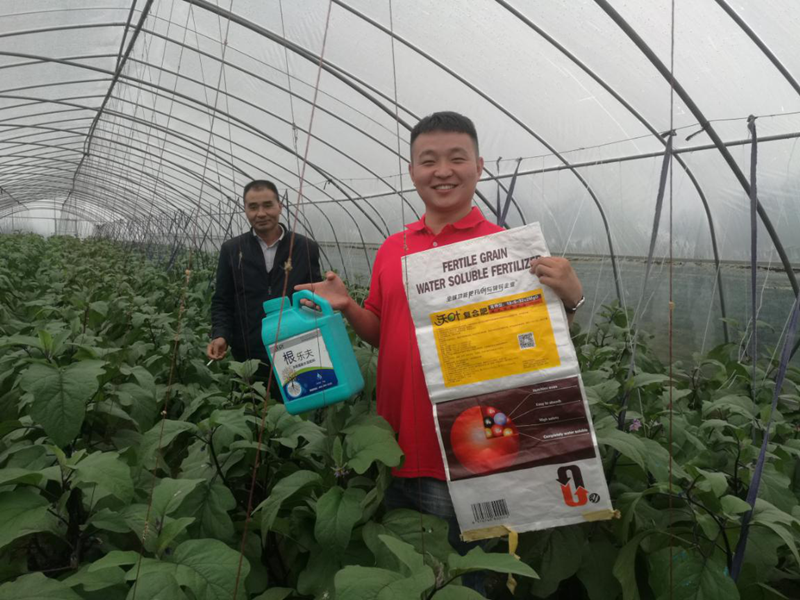 茄子用什么肥料好?沃葉水溶肥可以選擇嗎?