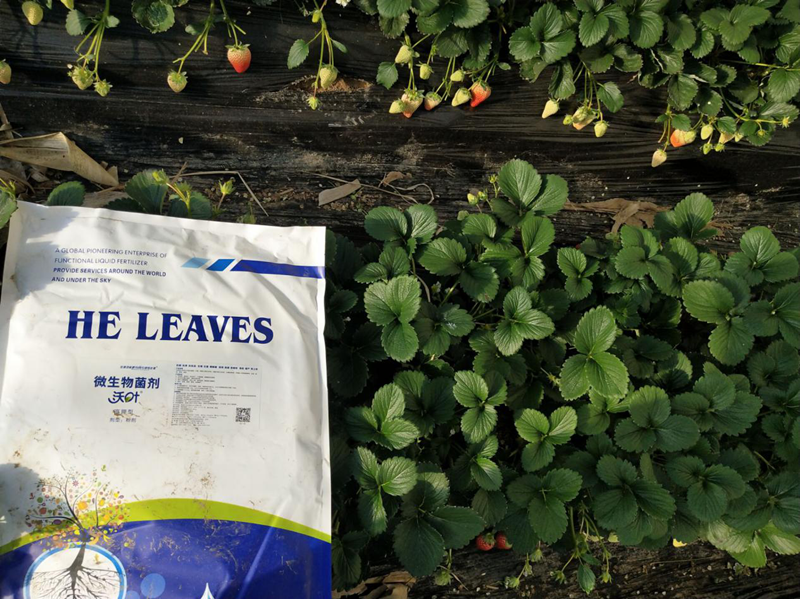 種草莓用什么肥料好？多年種植戶告訴你