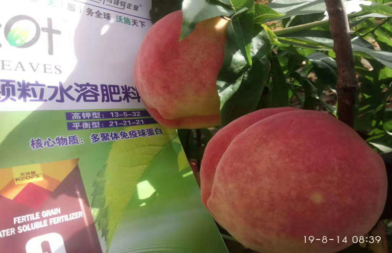 水蜜桃怎么種植,提高品質,實現創(chuàng)富