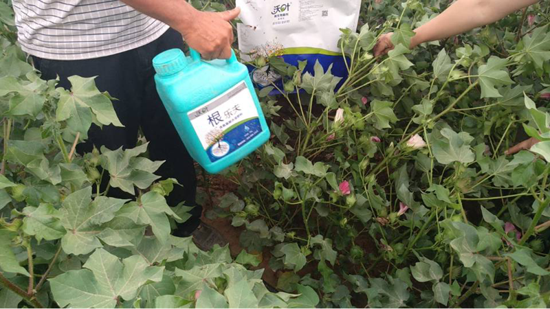 水溶肥-棉花用沃葉根樂(lè)夫+菌劑效果1.png