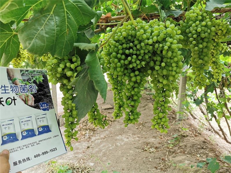葡萄用這款水溶肥提前上市賣價好