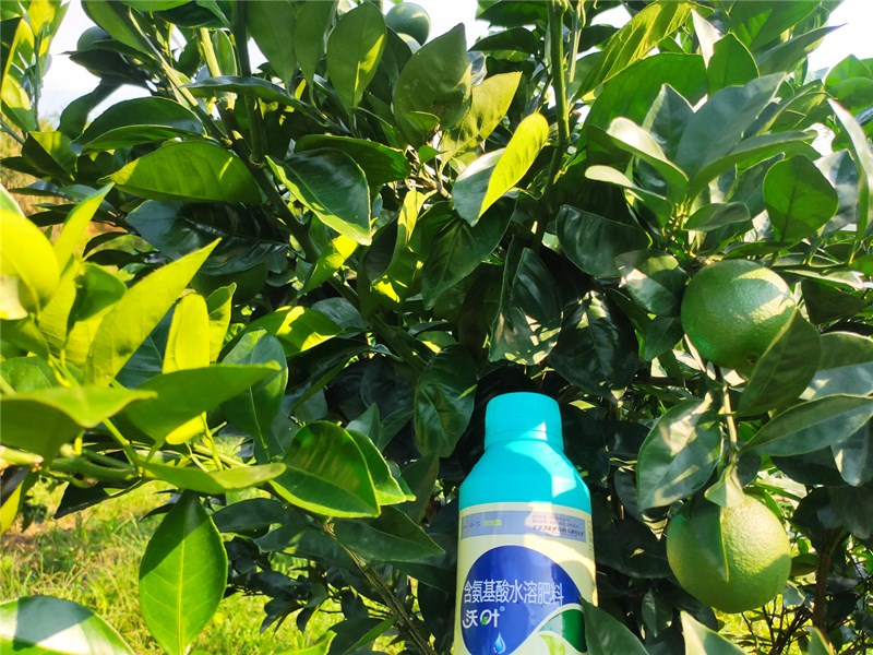 水溶肥用對了,柑橘轉色好