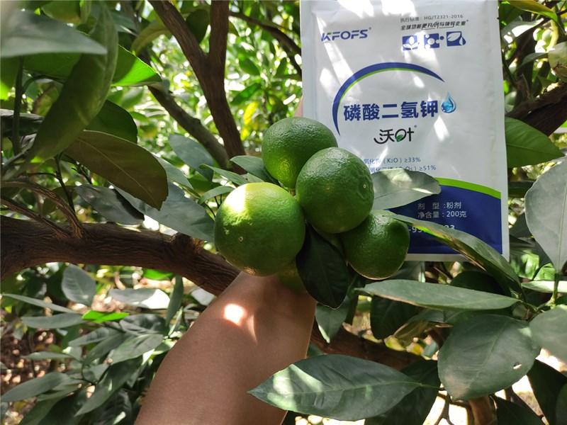 磷酸二氫鉀-柑橘用沃葉磷酸二氫鉀效果3.jpg