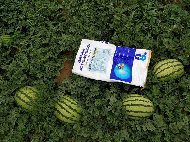 顆粒水溶肥-西瓜用沃葉顆粒水溶肥效果.jpg