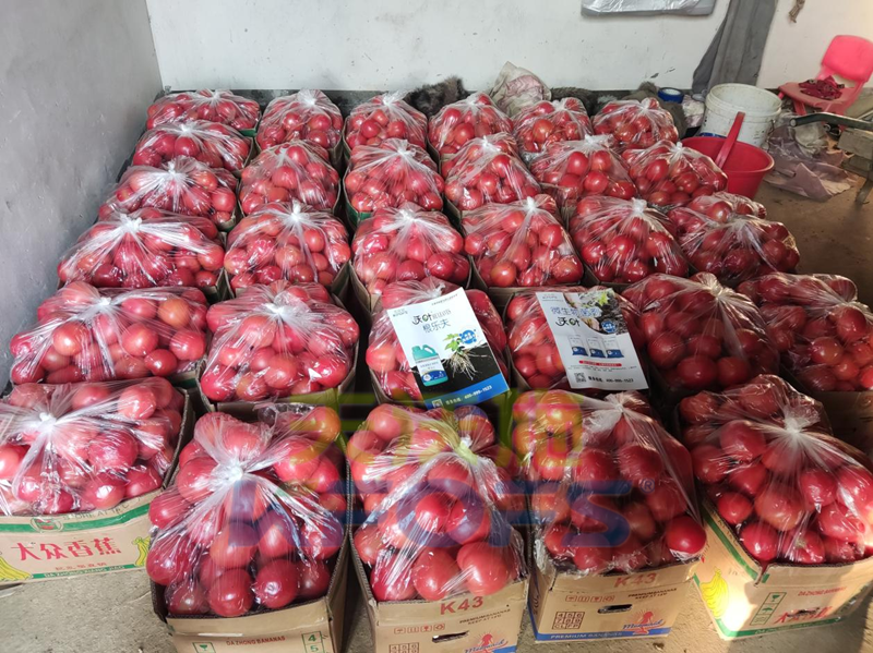 番茄早春管理辦法？你知道嗎？