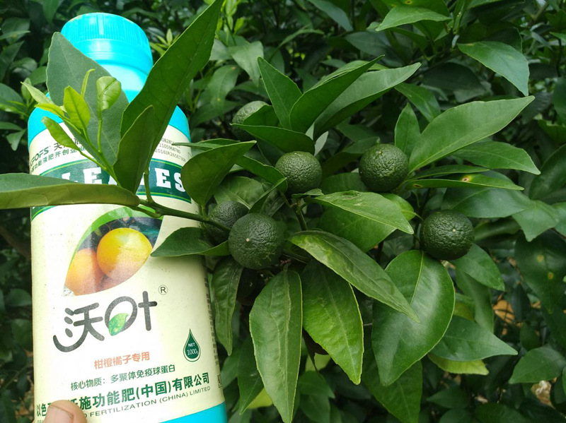 葉面肥&mdash;柑橘施用葉面肥效果.1png.png