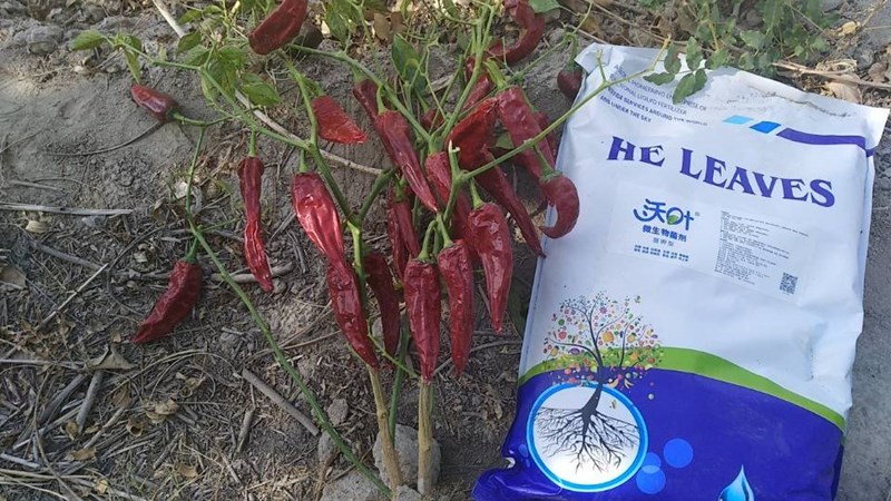 水溶肥那么多？為什么沃葉能養(yǎng)護作物根系