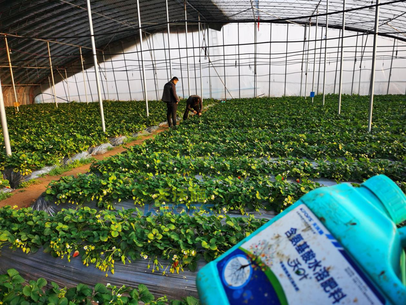 沖施肥早春怎么選？你知道嗎？