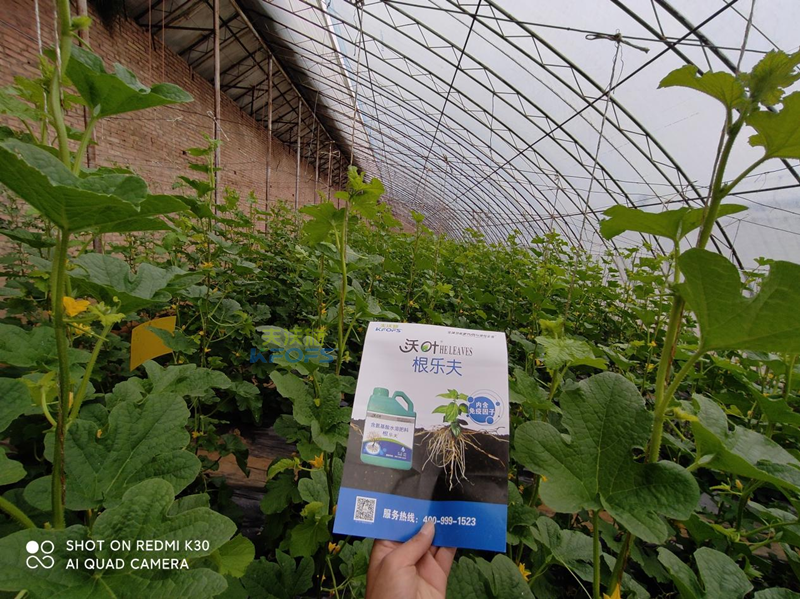 水溶肥-甜瓜用沃葉根樂夫生根水溶肥.png