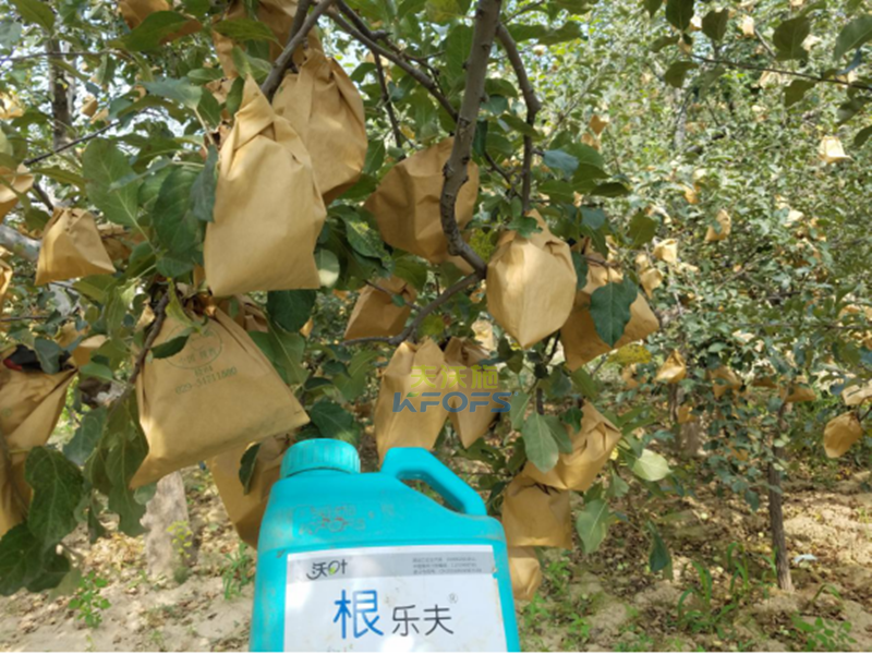 生根劑-果樹(shù)施用沃葉生根劑效果1.png