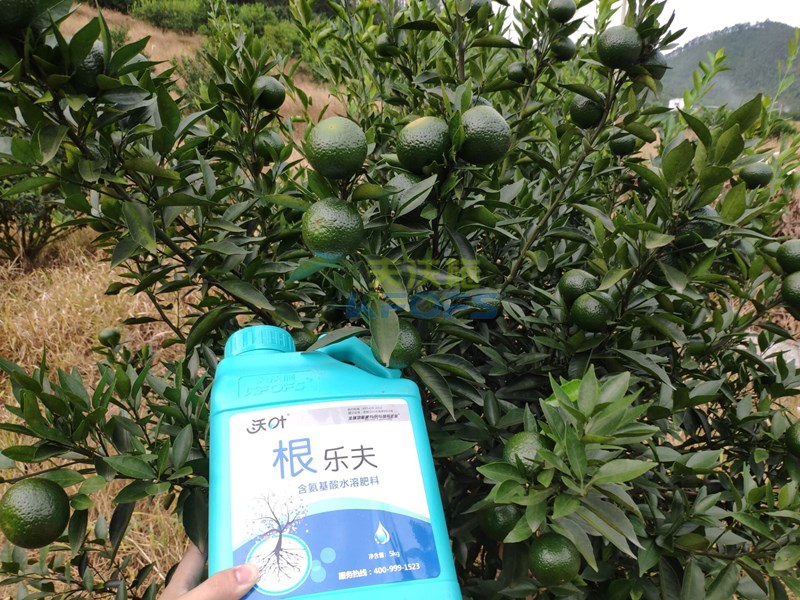 生根肥什么時(shí)候施好，正確的用肥方法來了！