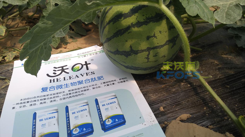 微生物菌劑-西瓜用沃葉微生物菌劑效果1.png