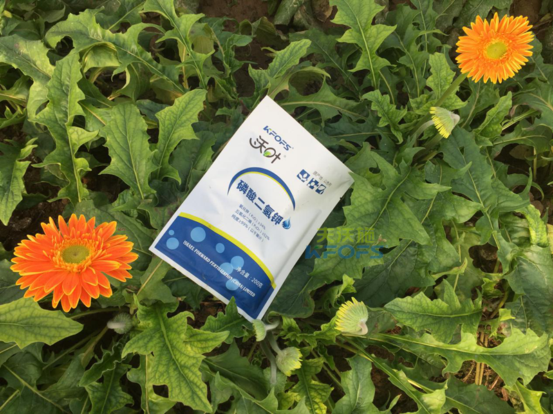 磷酸二氫鉀怎么用效果好？