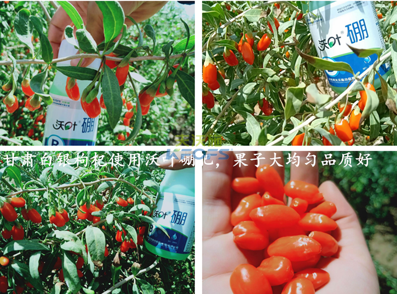 微量元素肥在作物生長(zhǎng)周期的作用!