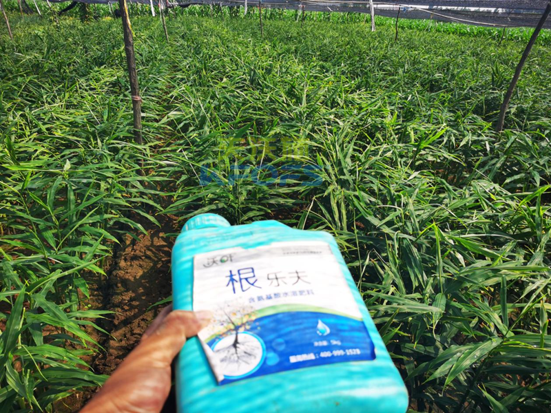 大姜生長前期如何施肥？