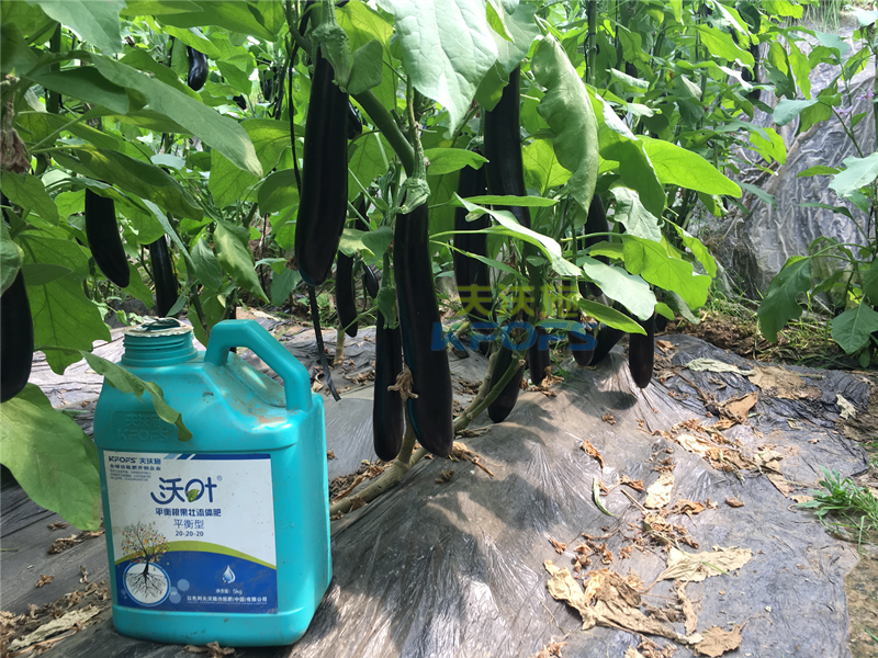 水溶肥-茄子用沃葉根樂夫效果.png